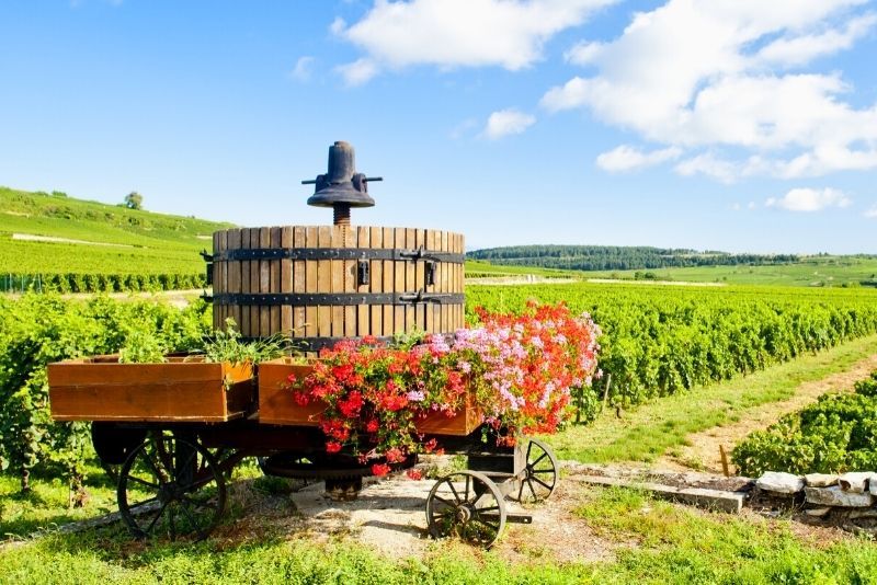 Burgundy: Day Trips and Tours from Paris