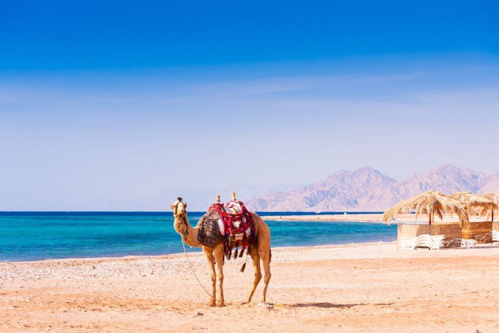 Camel Riding in Hurghada