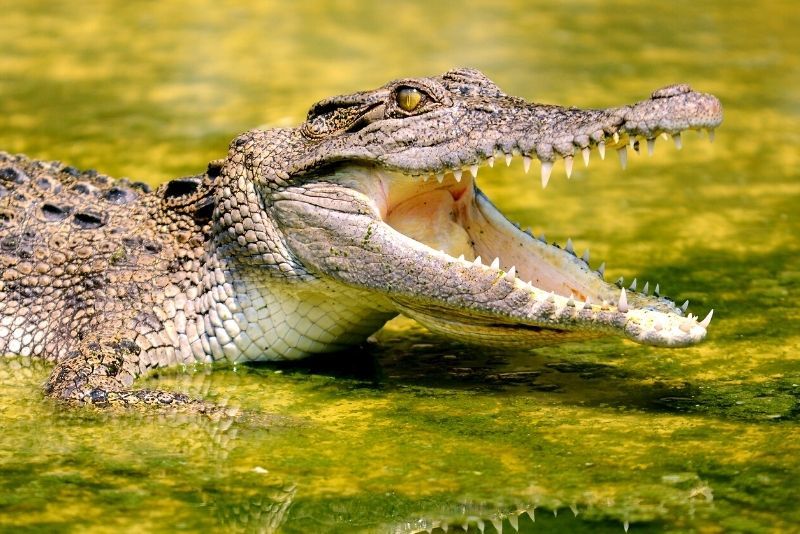 Hartley’s Crocodile Adventure tickets