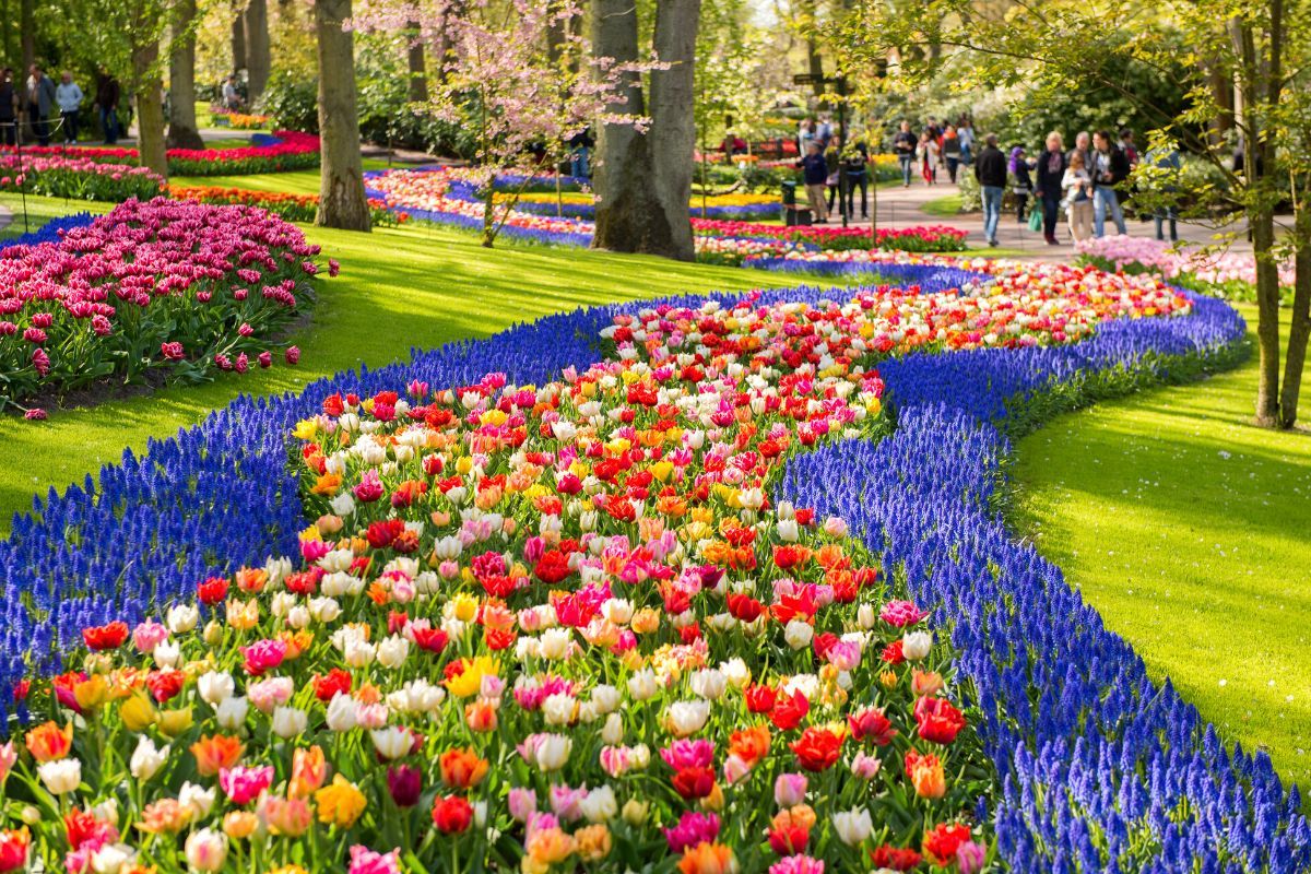 Keukenhof: Day Trips and Tours from Brussels