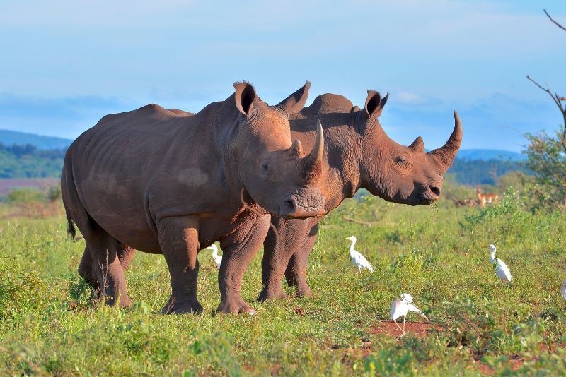 Kruger-Nationalpark: Tagesausflüge und Touren ab Johannesburg