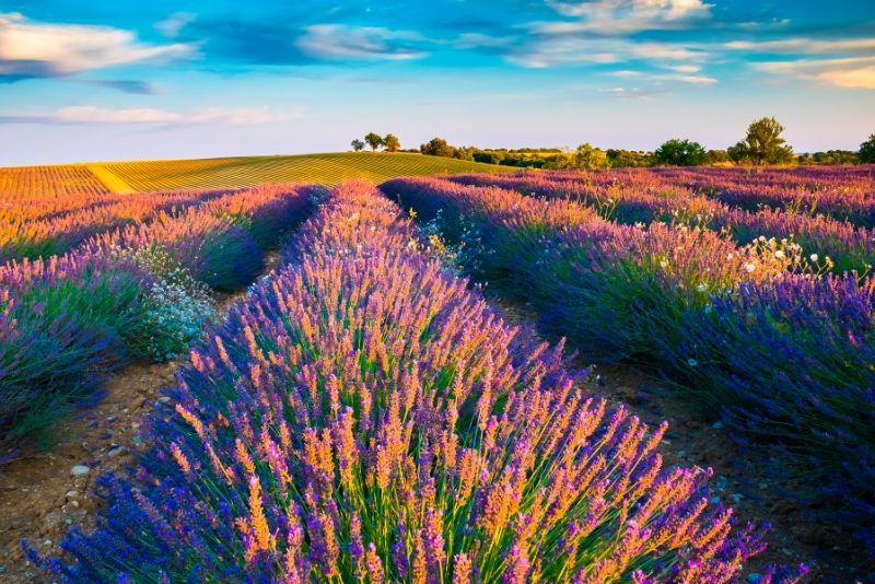 Lavender Fields: Day Trips and Tours from Avignon
