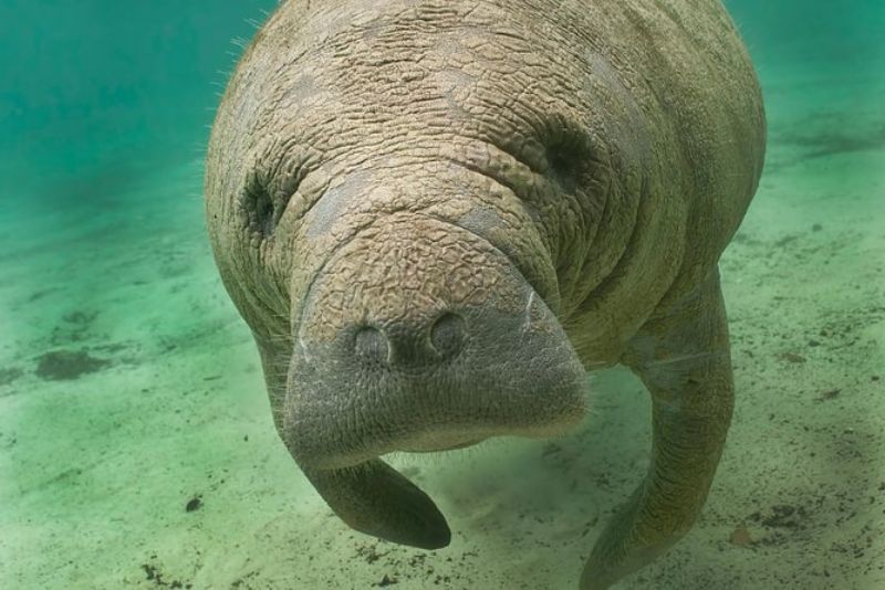 Osservazione dei lamantini a Naples (Florida)