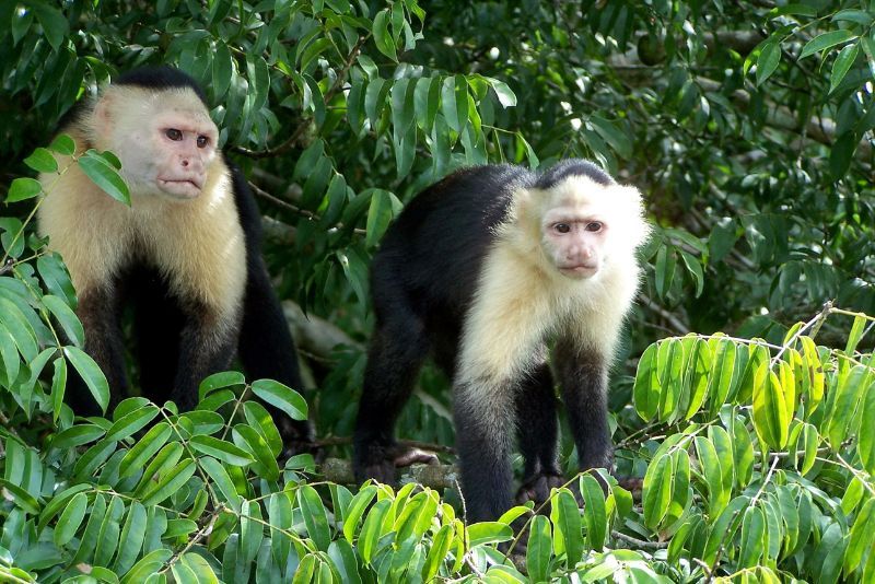 Isola delle scimmie: Escursioni, tour e gite da Panama (città)