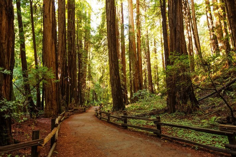 Muir Woods: Excursiones de un día desde San Francisco
