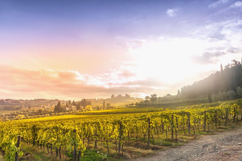 Valle de Napa y Sonoma: Excursiones de un día desde San Francisco