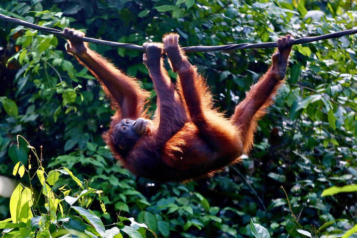 Orang Utan Island: Day Trips and Tours from Kuala Lumpur