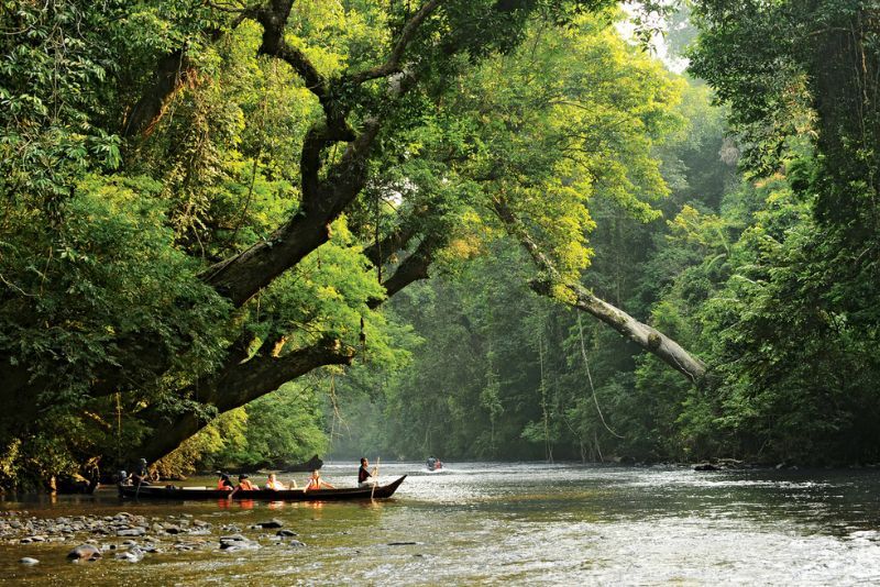 Taman Negara national park: Day Trips and Tours from Kuala Lumpur