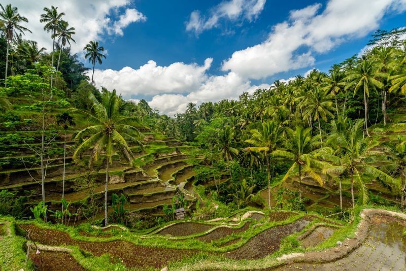 Ubud: Day Trips and Tours from Bali