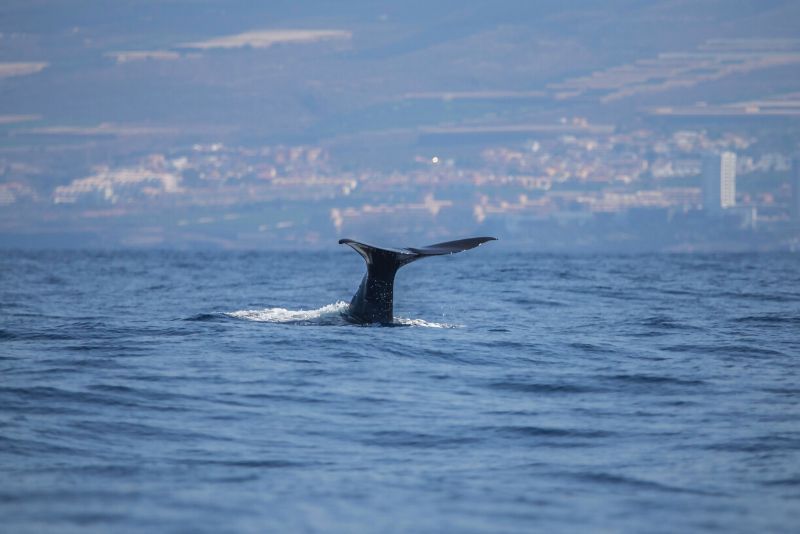 Whale Watching in Tenerife