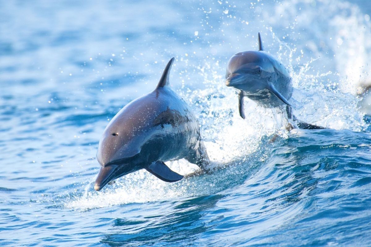 Observation des dauphins à Charleston (Caroline Du Sud)