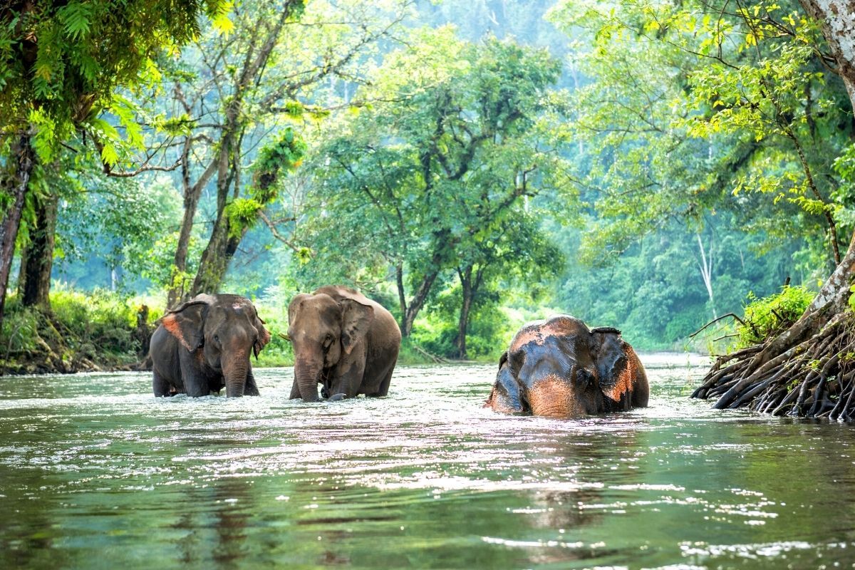 Phuket Elephant Sanctuary: Day Trips and Tours from Phuket