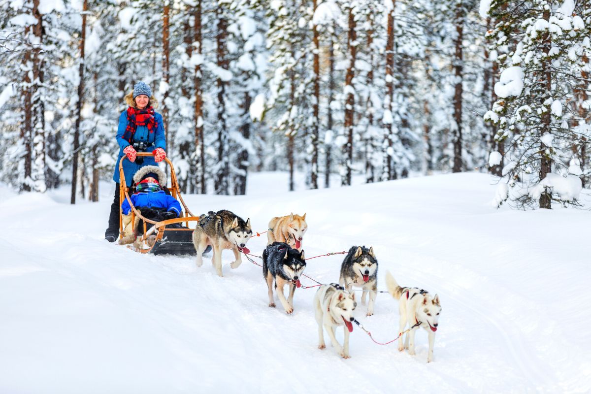 Husky Park: Tagesausflüge und Touren ab Rovaniemi