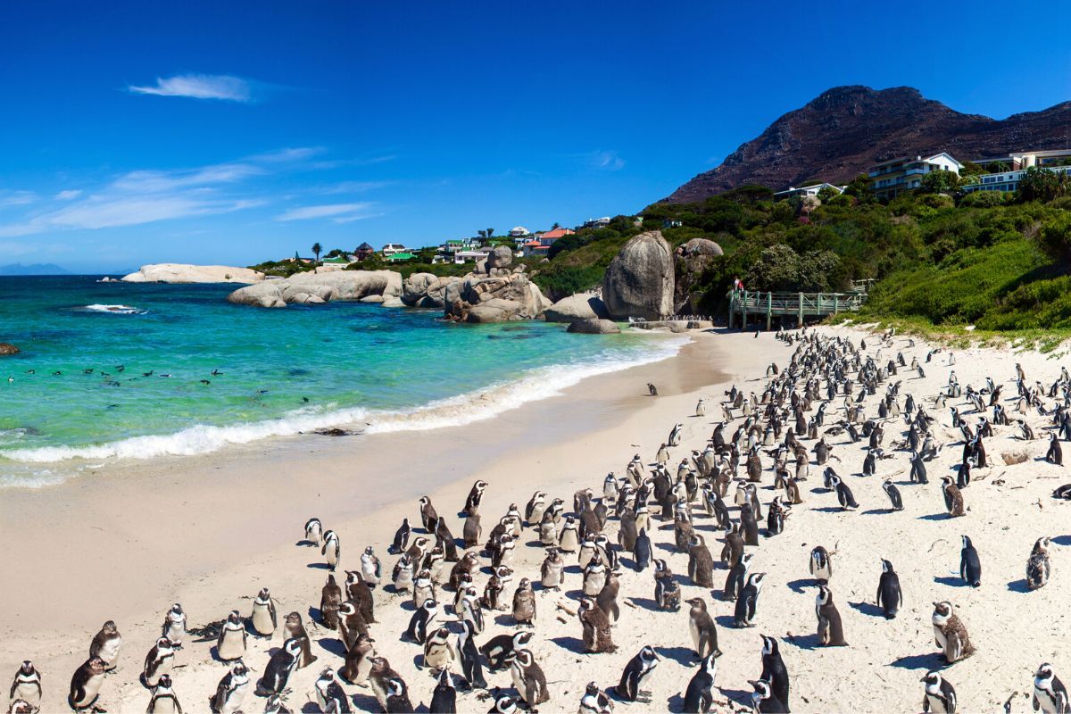 Penguins at Boulders Beach: Day Trips and Tours from Cape Town