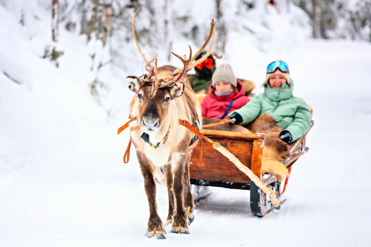 Reindeer Sledding in Tromsø