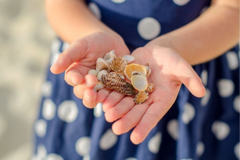 Shelling Tours in Naples, Florida