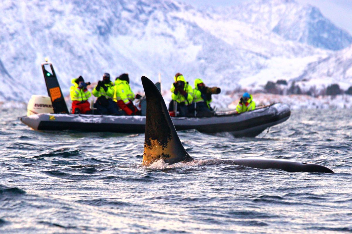 Whale Watching in Tromsø